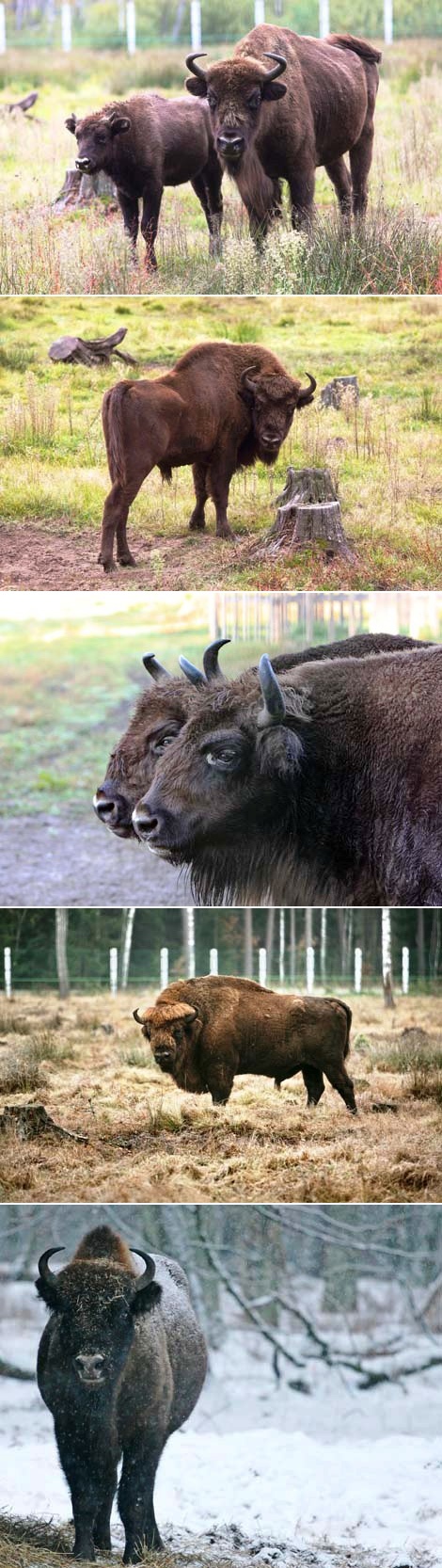 Belarusian aurochs