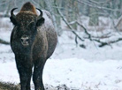 Belarusian aurochs