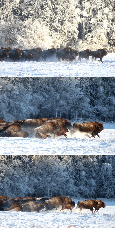 Belarusian aurochs