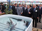 Премьер-министр Андрей Кобяков посетил выставку "Белагро-2018"