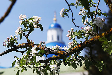 Квітнеючыя сады ў Жыровічах