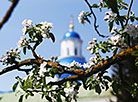 Квітнеючыя сады ў Жыровічах