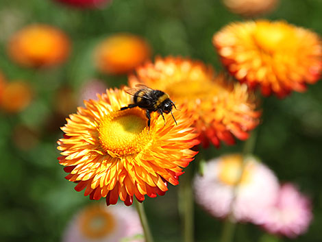 Цветочное лето