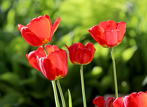 Алые тюльпаны – украшение городских улиц