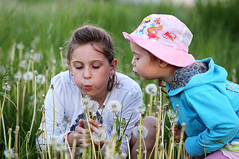 Воздушные одуванчики 