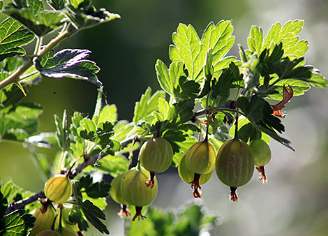 Дачные натюрморты: крыжовник