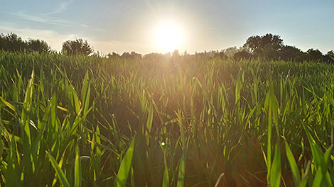 Кукурузное поле в лучах восходящего солнца (Слуцкий район)