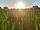 Кукурузное поле в лучах восходящего солнца (Слуцкий район)