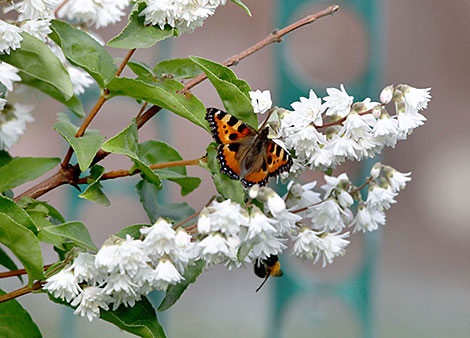 Цветущая дейция