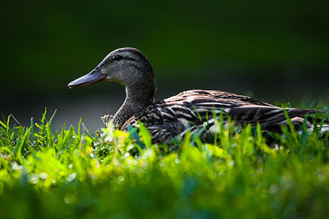 Не спугнуть и сфотографировать: самка кряквы в Бресте