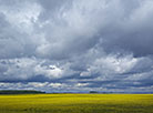 Рапсовое поле: в ожидании летней грозы