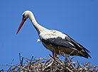 "Деревня" аистов в Гродненском районе