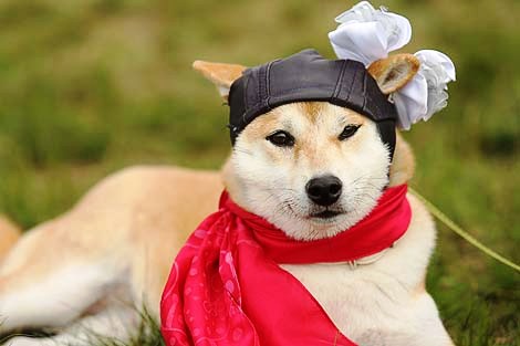 Символ фестиваля собака Элли