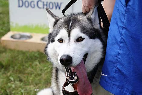 Фестиваль авиационного спорта #Пронебо