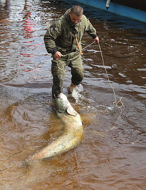 Bard Music & Fishing Festival 2018 record: Nikolai Shepetov catches 40kg catfish