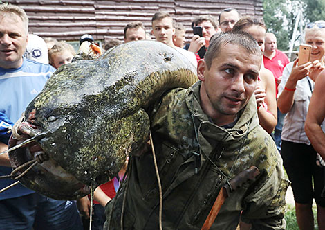 Мікалай Шэпетаў злавіў сома вагой 42,5 кг на 