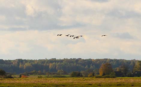 Belarus’ nature: “Birds’ Paradise” of Belarusian Poozerye