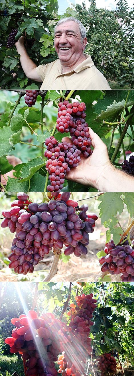 Grape growing workshop
