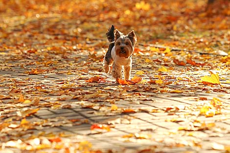 Autumn in Minsk