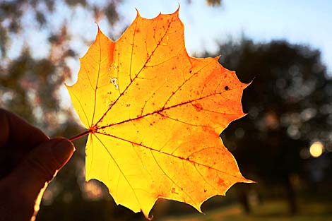 Autumn in Grodno