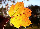 Autumn in Grodno