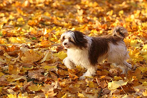 Autumn in Grodno