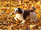 Autumn in Grodno