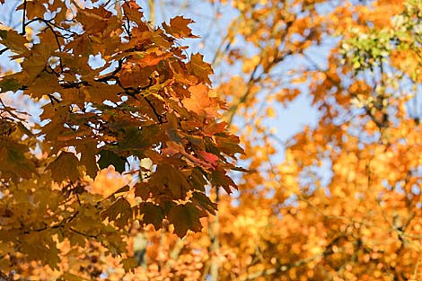 Autumn in Brest