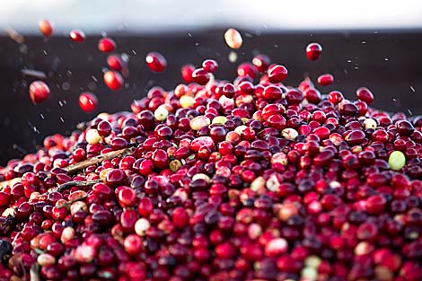 “波列西耶蔓越莓”：在欧洲最大蔓越莓种植园之收获