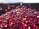 Polesskie Zhurawiny: Cranberry harvesting in Europe’s biggest cranberry farm