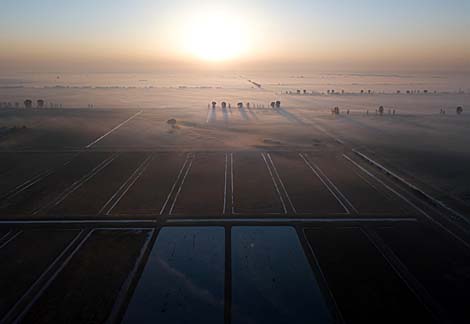 Pinsk cranberry field 