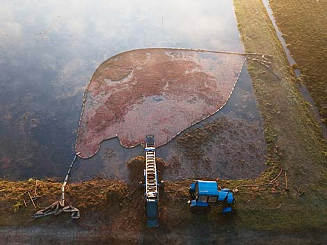 Pinsk cranberry field 