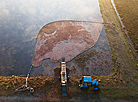 Pinsk cranberry field 