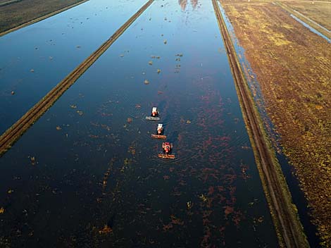 Pinsk cranberry field 