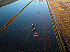 Pinsk cranberry field 