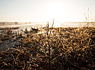 Pinsk cranberry field 