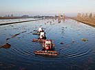 Cranberry field in Pinsk District 