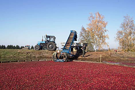 Палескія журавіны