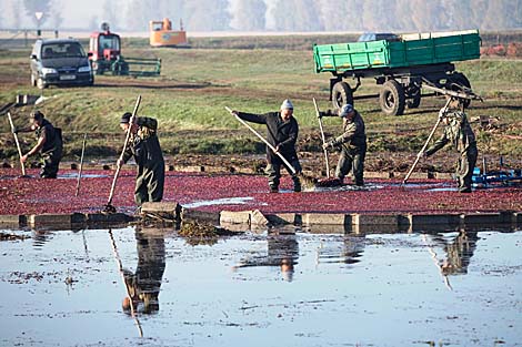 Pinsk cranberry field 