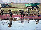 Pinsk cranberry field 