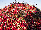 Pinsk cranberry field 