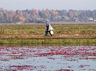 Pinsk cranberry field 