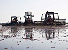 Cranberry field in Pinsk District 