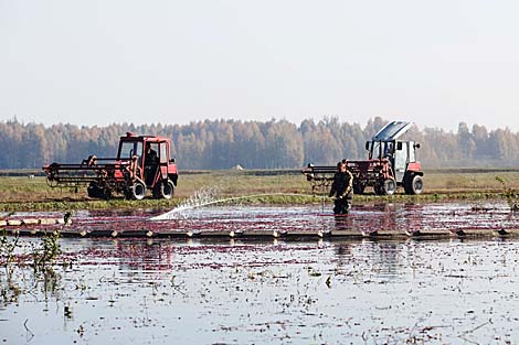 Плантацыя журавін у Пінскім раёне