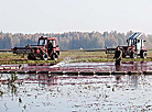 Cranberry field in Pinsk District 