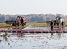 Плантация клюквы в Пинском районе