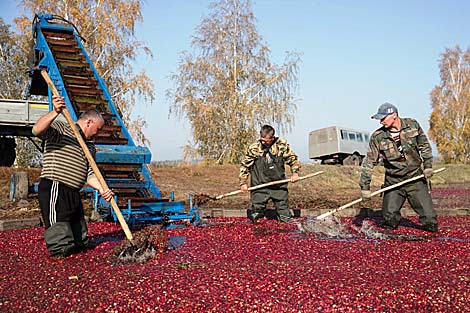 Плантацыя журавін у Пінскім раёне