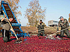 Cranberry field in Pinsk District 