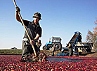 Cranberry field in Pinsk District 