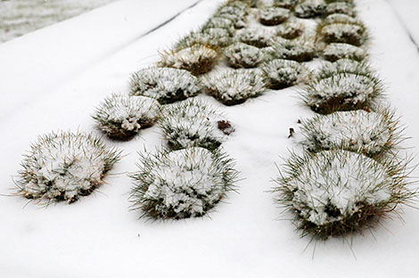 Зимняя сказка в Витебске